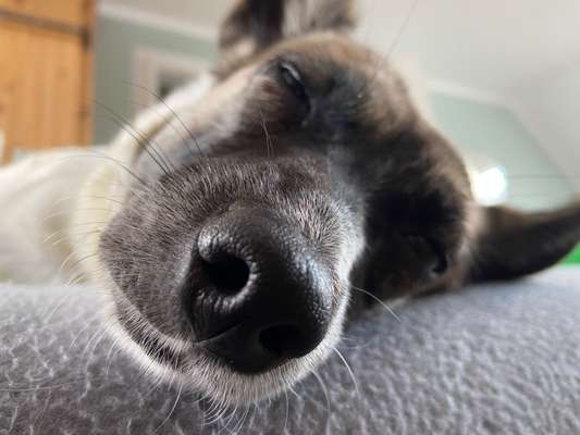 Zeigt her eure Hundenasen-Beitrag-Bild