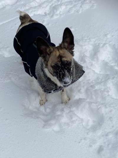 Die Dogorama Kalender Challenge Teil 2/4-Beitrag-Bild