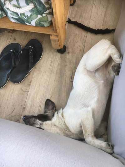 Zeigt mir die lustigsten Schlafpositionen eurer Fellnasen-Beitrag-Bild