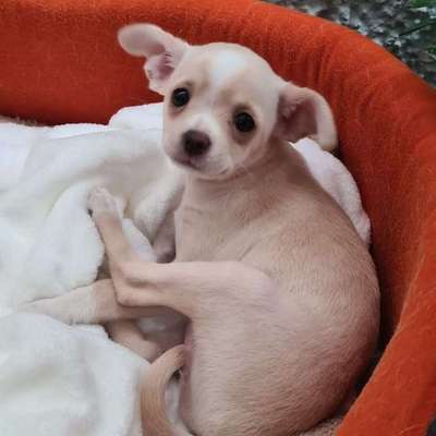 Hundetreffen-Chihuahua Welpe sucht Spielkameraden in ähnlicher Größe-Bild