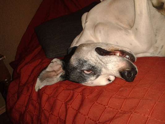 Hunde Memes-Beitrag-Bild