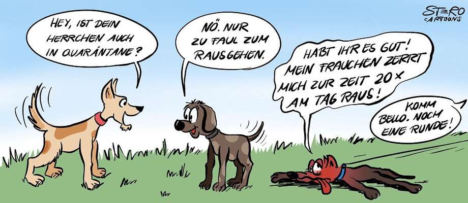 Hunde Memes-Beitrag-Bild