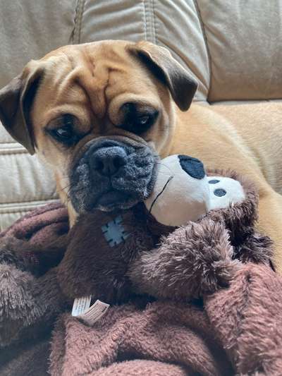 Mops mix-Beitrag-Bild