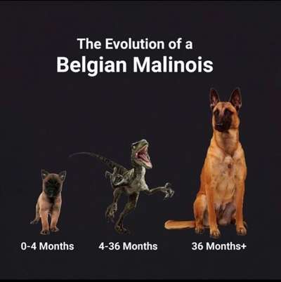 Hunde Memes-Beitrag-Bild