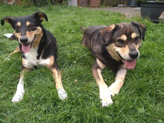 Die Dogorama Wochen Challenge "Friends will be Friends"-Beitrag-Bild