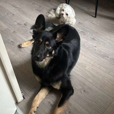 Hundetreffen-Gassifreunde-Bild