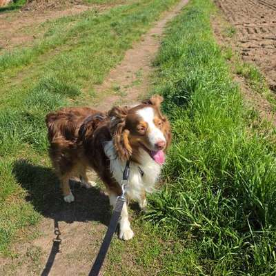 Hundetreffen-Hunde Freunde finden-Bild