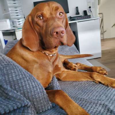 Magyar Vizsla UK-Beitrag-Bild