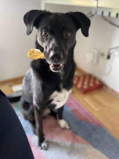 Black dogs are beautiful-Beitrag-Bild