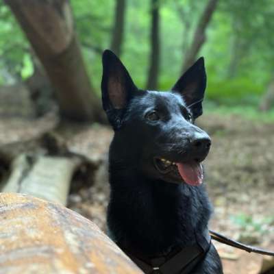 Hundetreffen-Social Walk und abwechselnde Hundebetreuung-Bild