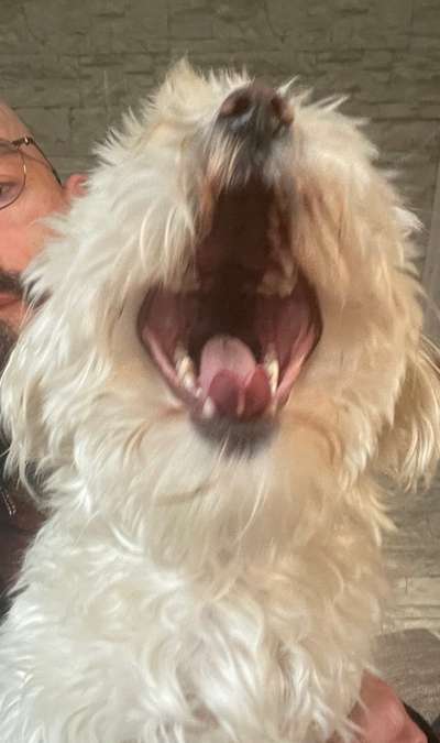 Der Wolf in eurem Hund-Beitrag-Bild