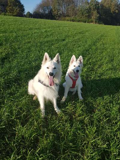 Weißer Schweizer Schäferhund-Beitrag-Bild