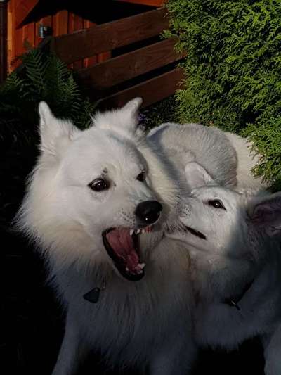 Weißer Schweizer Schäferhund-Beitrag-Bild