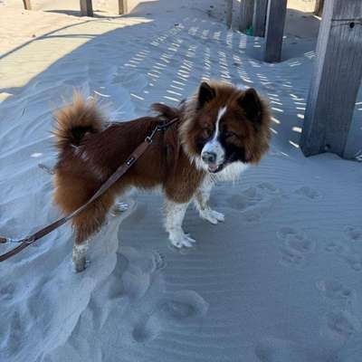 Hundetreffen-Spiel-, Gassi- oder Trainingspartner gesucht-Bild