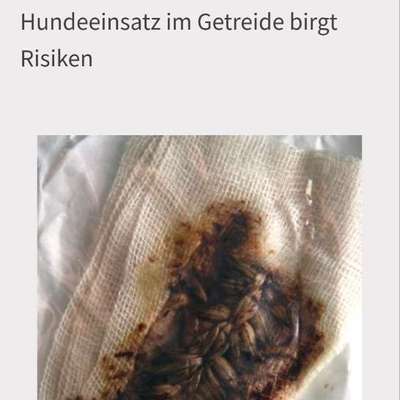 Barf in Verbindung mit Herzproblemen-Beitrag-Bild