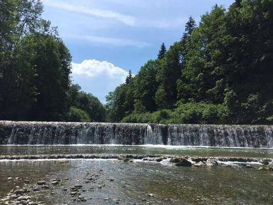 Hundeauslaufgebiet-Obere u. untere Wies-Bild