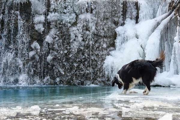 Dogorama Photo Challenge - Wasserfall-Beitrag-Bild