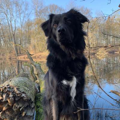 Hundetreffen-Rade, Kupferteich (Poppenbüttel), Berner Wald-Bild