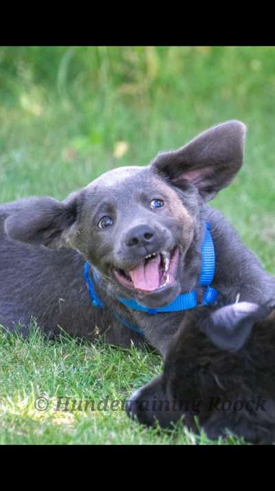 Wo sind meine Labrador Freunde-Beitrag-Bild