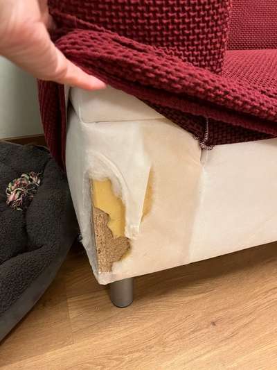 Zeig mir, dass du mit einem hund zusammenlebst....-Beitrag-Bild