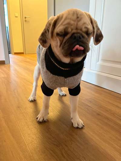 Fotochallenge Nr. 59 - Mein Hund zeigt die Zunge-Beitrag-Bild