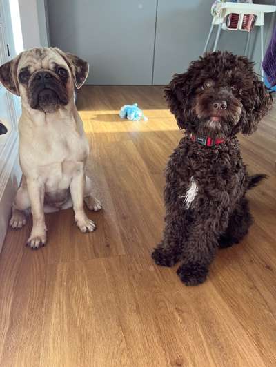 Bester Freund, Hundekumpel - zeigt her!-Beitrag-Bild