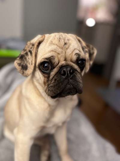 Welpenfotos-Beitrag-Bild