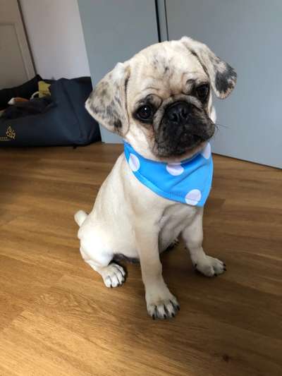 Welpenfotos-Beitrag-Bild