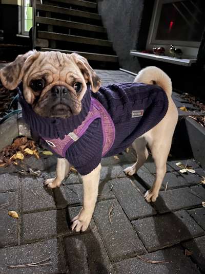 Wo sind die Möpse?-Beitrag-Bild