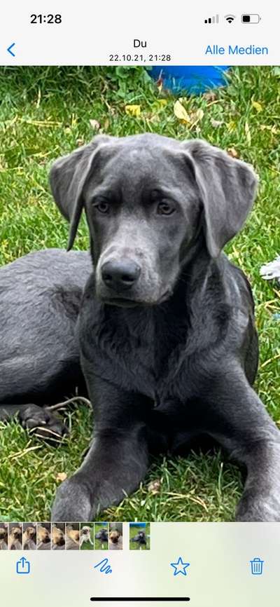 Wo sind meine Labrador Freunde-Beitrag-Bild