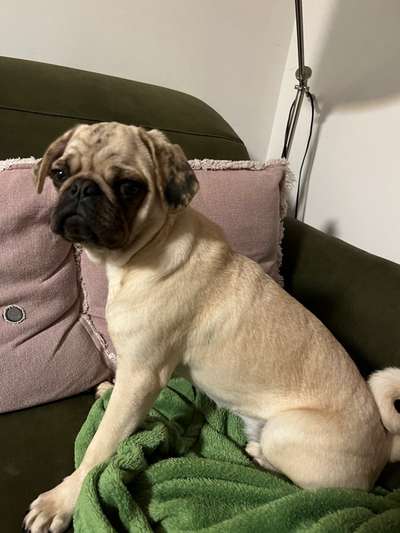 Reinrassige Hunde?-Beitrag-Bild