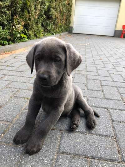 Welpenfotos-Beitrag-Bild