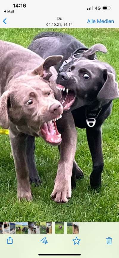 Bester Freund, Hundekumpel - zeigt her!-Beitrag-Bild