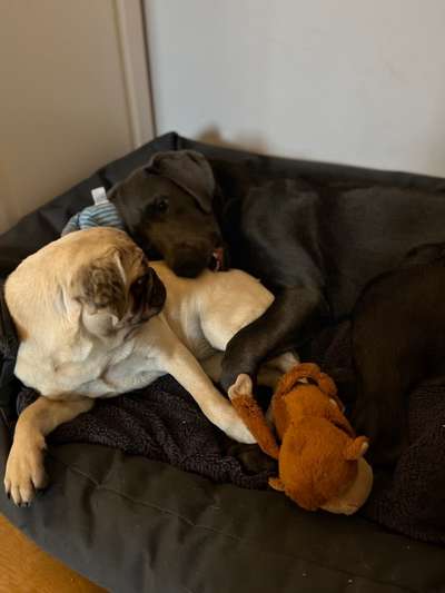 Zweithund wird vom Ersthund scharf attackiert...-Beitrag-Bild