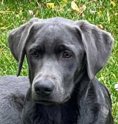 Reinrassige Hunde?-Beitrag-Bild