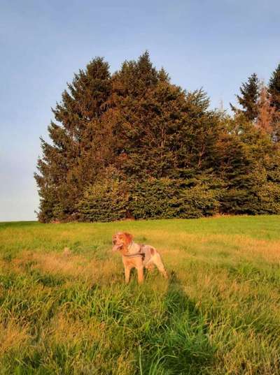 Hundetreffen-Wandern, spielen oder trainieren.-Bild