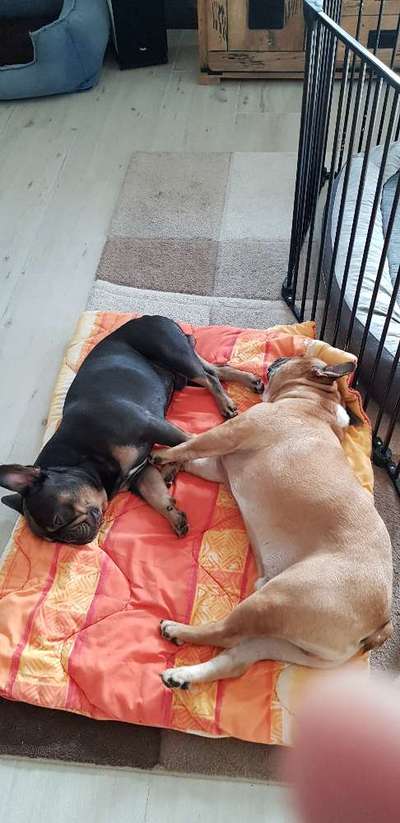 Französische Bulldoggen-Beitrag-Bild