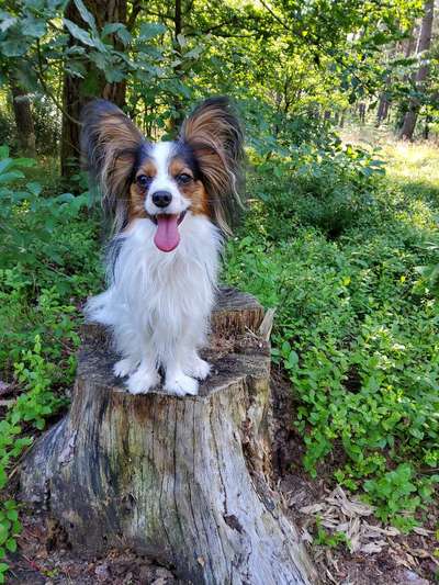 Die Dogorama Kalender Challenge 4/4-Beitrag-Bild