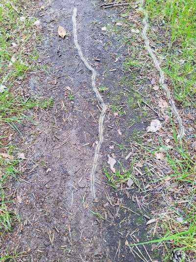 Die wunderschöne Welt mit Hund.-Beitrag-Bild