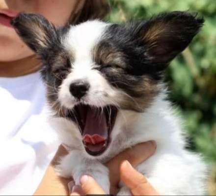 Welpen Bilder !-Beitrag-Bild