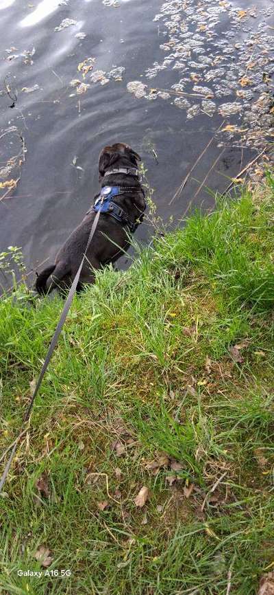 Hundetreffen-Treffen berlingerrode/teistungen-Bild