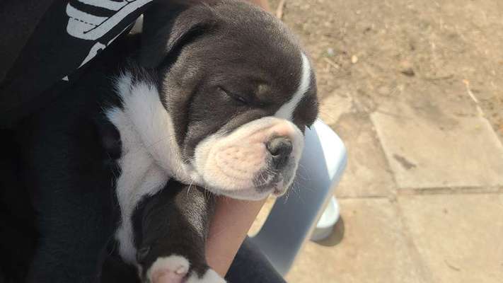 Welpen Bilder !-Beitrag-Bild