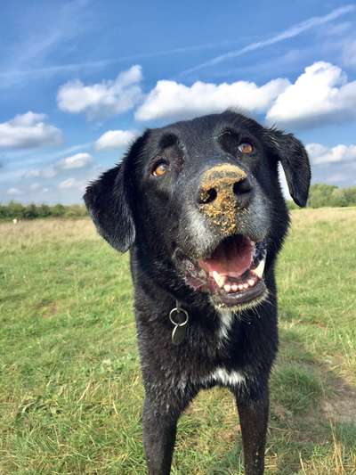 Hundetreffen-Zusammen Spazierengehen-Bild