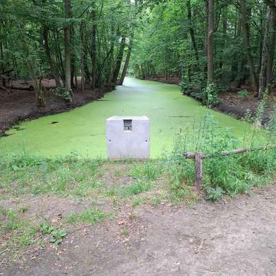Giftköder-Blaualgengefahr-Bild