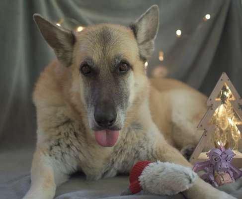 Auslandstierschutz-Beitrag-Bild