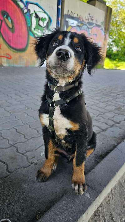 Hundetreffen-Spielpartner gesucht für 3 mon. Welpen-Bild