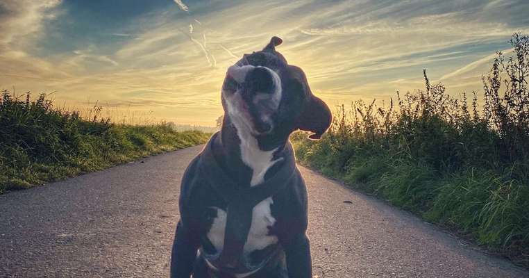 Zeigt eure verrücktesten Hundebilder-Beitrag-Bild