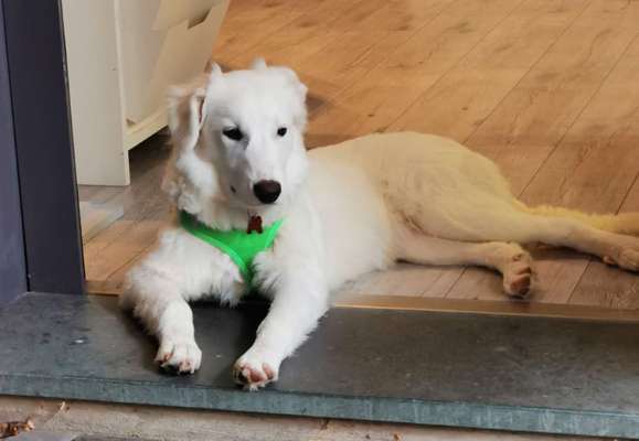 Mischlingshunde Foto Aufruf-Beitrag-Bild