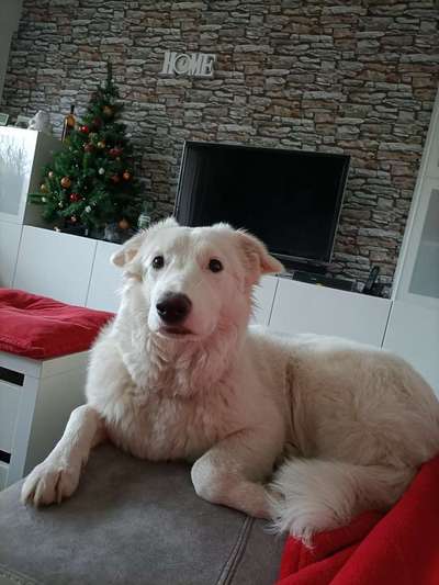 Dogorama Photo Challenge - Hundeblick zum hinschmelzen-Beitrag-Bild