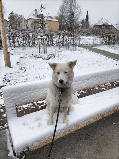 Schnee Foto-Beitrag-Bild
